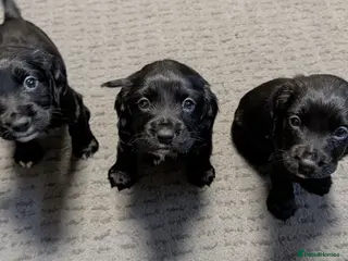 Sprocker dogs READY IN 1 WEEK! Beautiful sprokers - Advert 4