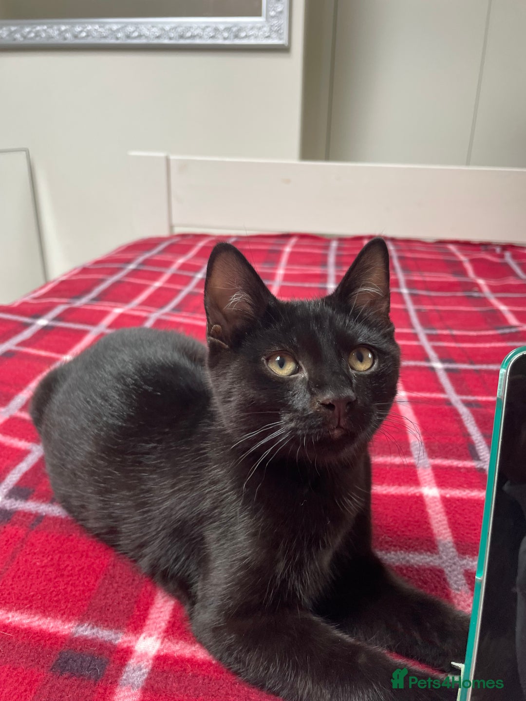 Mixed Breed cats for sale: Ozzy & Oscar - Bonded Brothers 🐾 - Image 8