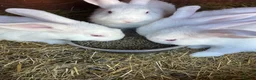 New Zealand rabbits for sale: Pure New Zealand white - Advert 2