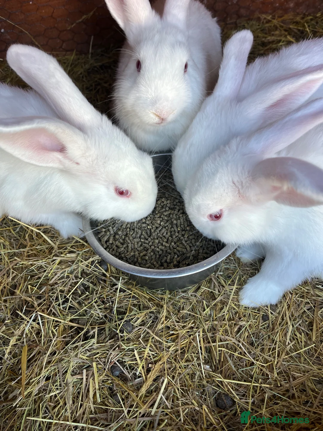 New Zealand rabbits for sale: Pure New Zealand white - Advert 2