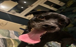 Mixed Breed dogs for sale: Milo the Pug X Collie  - Image 12