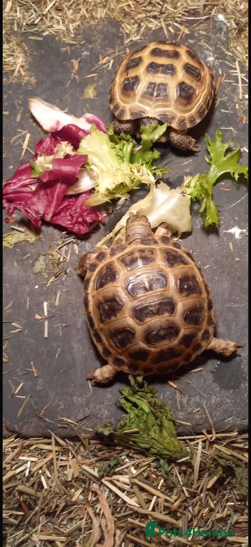 Tortoise reptiles Baby Horse-field Tortoises-‼️ 1 LEFT‼️ - Advert 10
