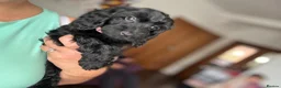 Cockapoo dogs for sale: *READY TO LE F1 cockapoo-health tested parents - Advert 3