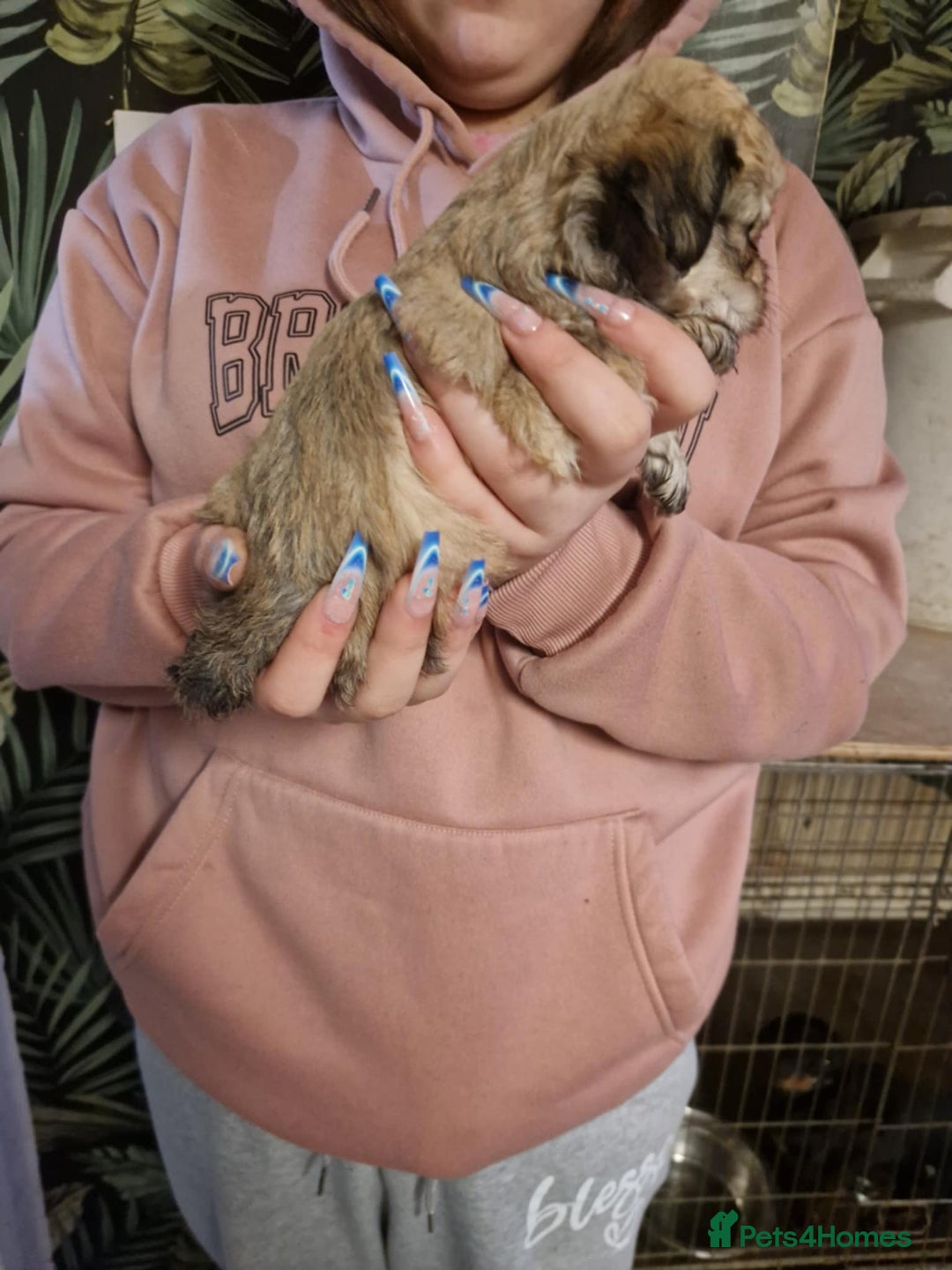 Mixed Breed dogs for sale: Lhasa Apso X Yorkshire terrier - Advert 3