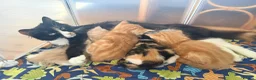 Mixed Breed cats for sale: Beautiful Kittens – Ready for Loving Homes 🐾 - Advert 11