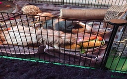 Guinea Pig rodents for sale: 2 male bonded guinea pigs  - Image 1