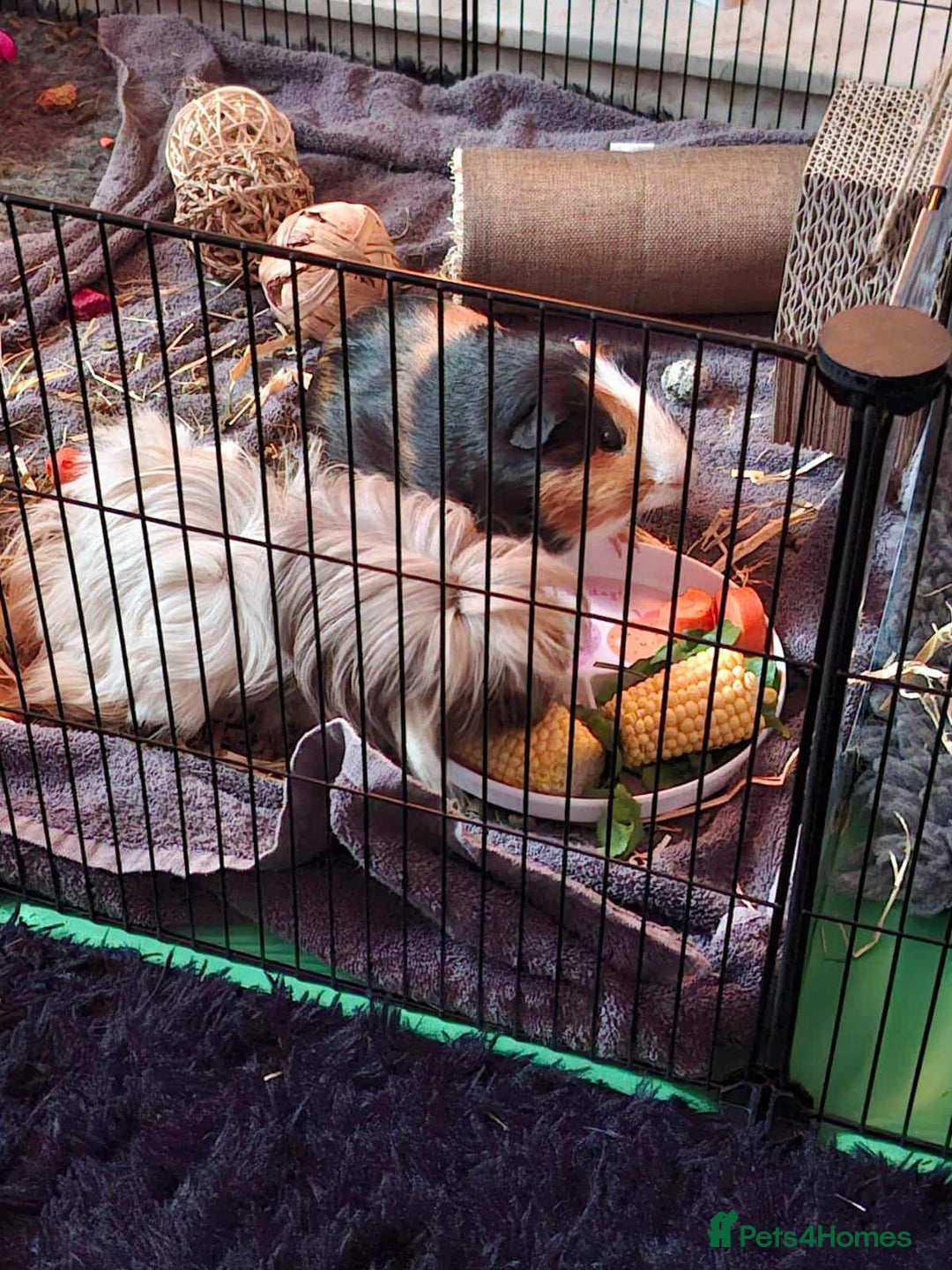 Guinea Pig rodents for sale: 2 male bonded guinea pigs  - Image 1