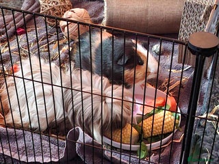 Guinea Pig rodents for sale - Advert 1