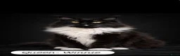 Maine Coon cats for sale: Beautiful Maine Coon Queen Active Reg  - Advert 4