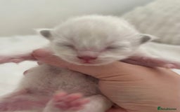 Ragdoll cats for sale: BLUE POINT RAGDOLL KITTENS! - Image 10