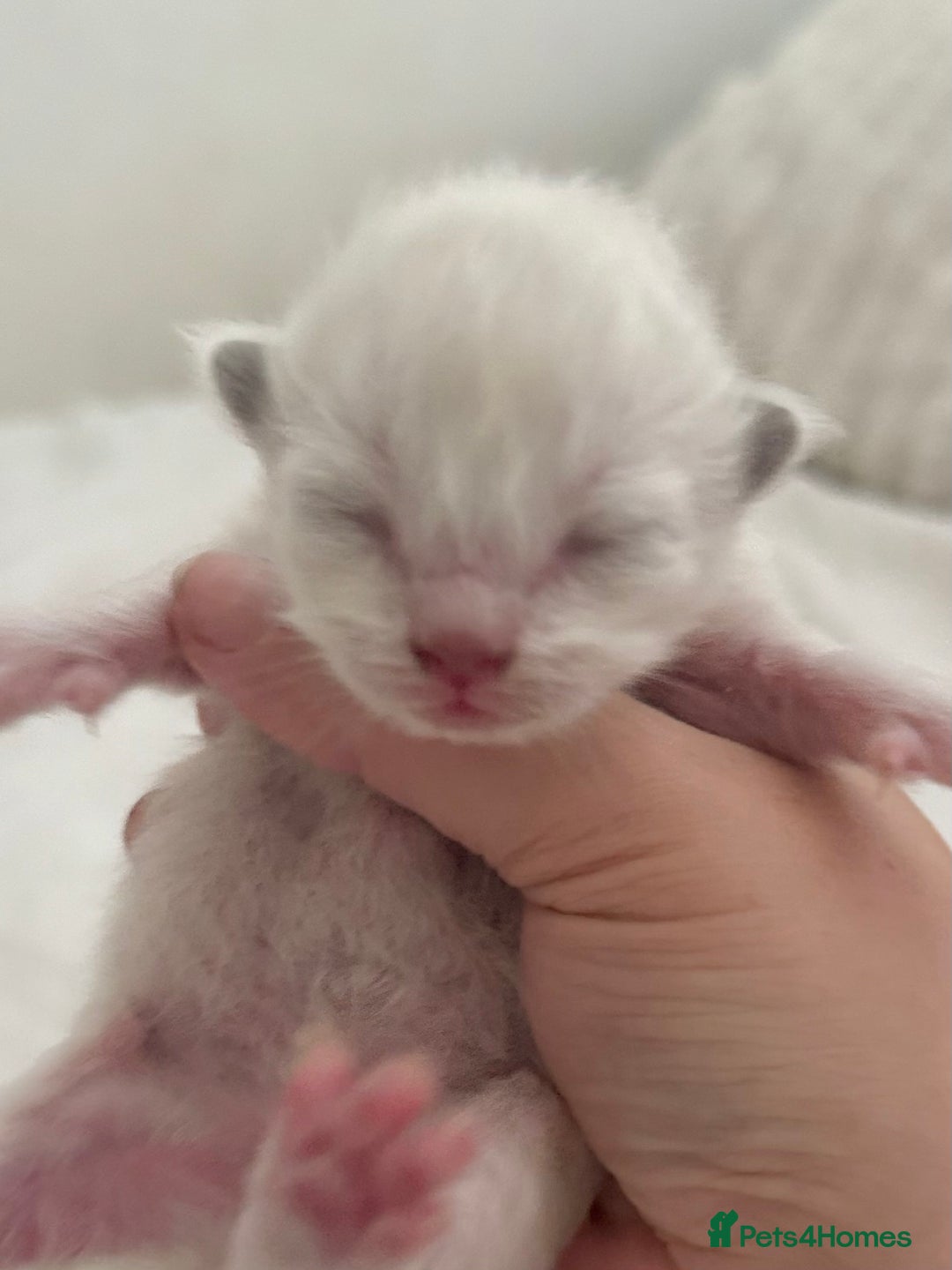 Ragdoll cats for sale: BLUE POINT RAGDOLL KITTENS! - Image 10