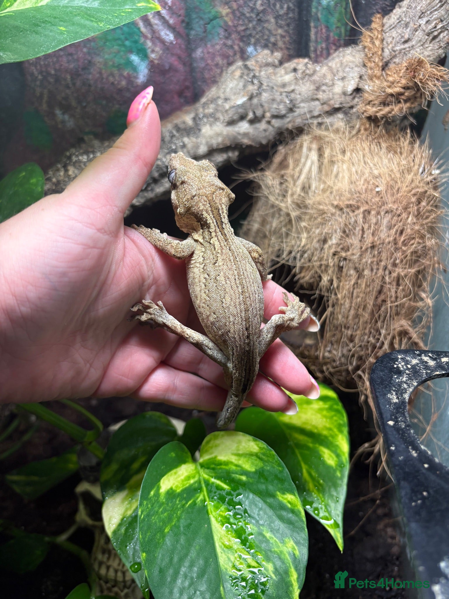 Gecko reptiles Male gargoyle gecko and exo terra set up  - Advert 2