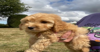 Cockapoo dogs - Advert 10