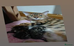 Mixed Breed cats for sale: Beutyful bengal babies wisbech 🐈😻 - Advert 26