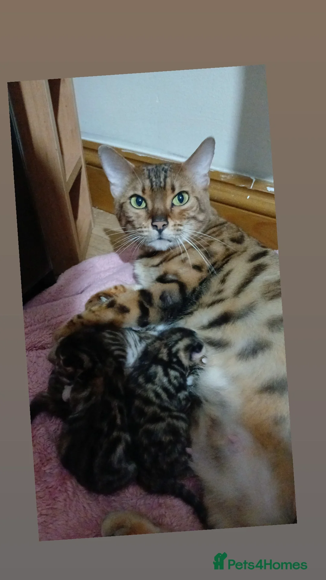 Mixed Breed cats for sale: Beutyful bengal babies wisbech 🐈😻 - Advert 26