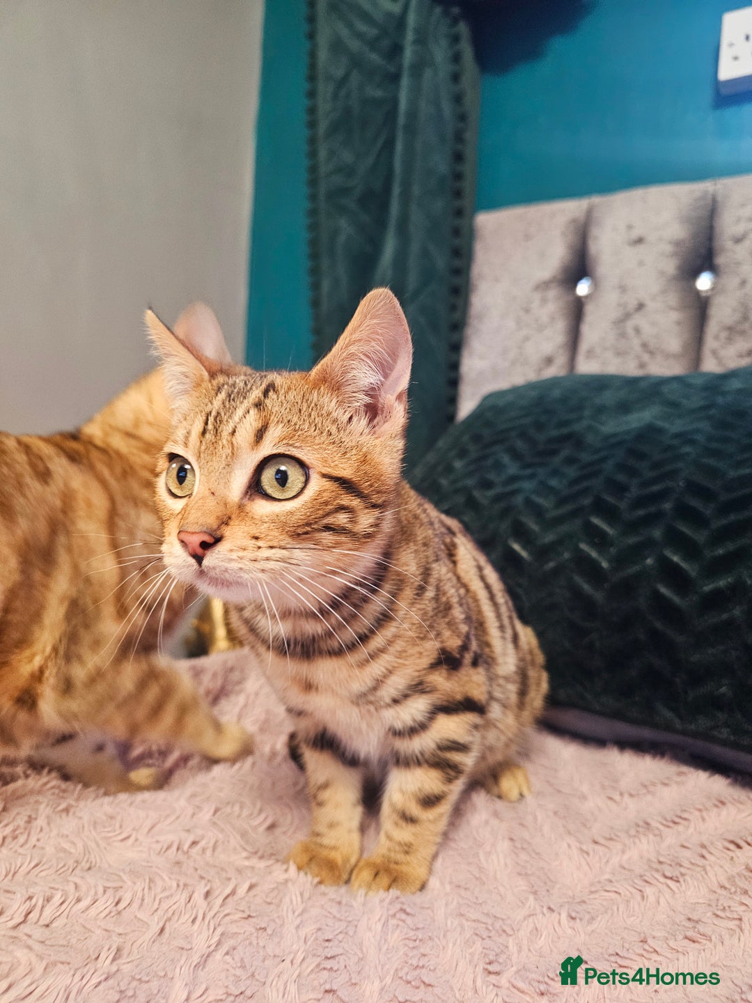 Bengal cats for sale: Bengal kitten male - Advert 10