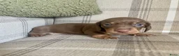 Miniature Dachshund dogs for sale: Lovely Miniature Dachshund Puppies  in Southampton - Advert 4