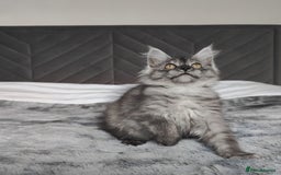 Maine Coon cats for sale: European Maine coon Kittens - Image 21