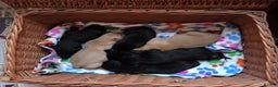 Labrador Retriever dogs for sale: K.C. Black lab girl puppy ready now - Advert 3