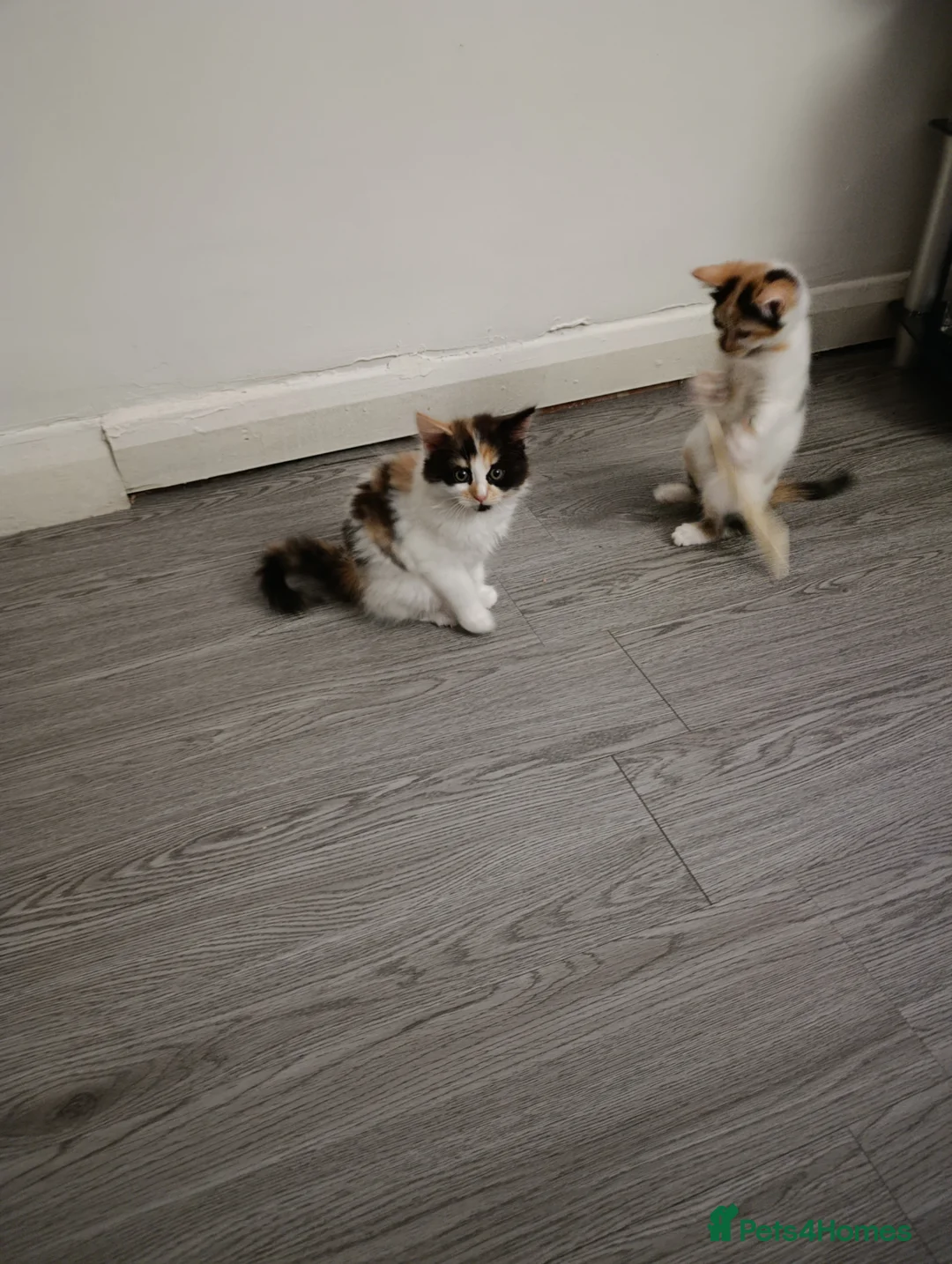 Mixed Breed cats for sale: Mini covs :D - Advert 10