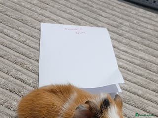 Guinea Pig rodents 1 female baby guineapig - Advert 19