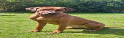 Rhodesian Ridgeback dogs for sale: Looking for new home for Nala - Advert 3