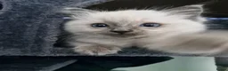 Ragdoll cats for sale: Beautiful Blue Point Ragdoll Kitten Ready Now - Advert 2