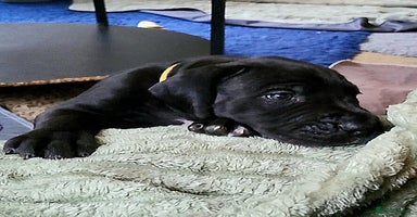 Great Dane dogs - Advert 1