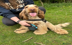 Cocker Spaniel dogs for sale: Outstanding show cocker pups - Image 27