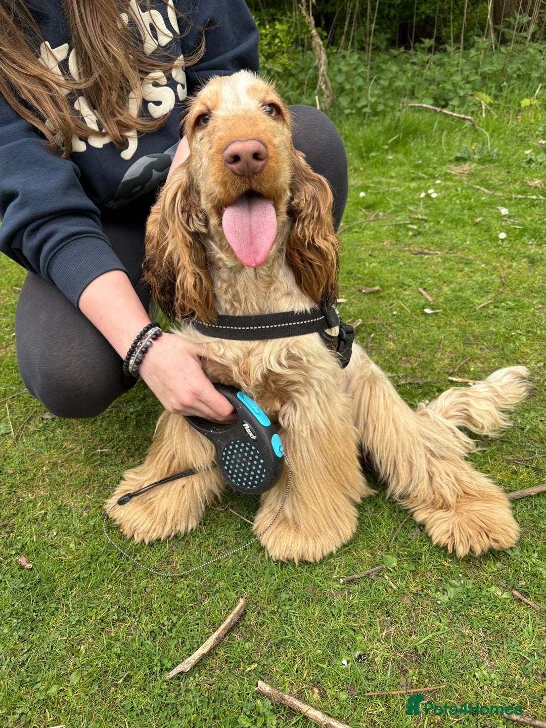 Cocker Spaniel dogs for sale: Outstanding show cocker pups - Image 27