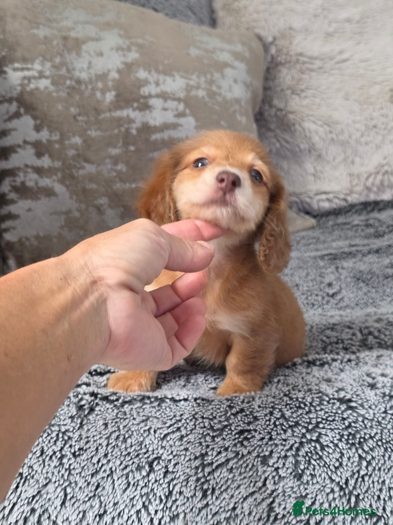Miniature Dachshund dogs Cream male miniature Dachshund males - Advert 10