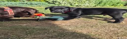 Labrador Retriever dogs for sale: KC Labrador BOY: healthy, smart, toilet trained - Advert 3