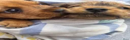 Mixed Breed dogs for sale: Two beautiful Border x Lakeland boy puppies - Advert 5