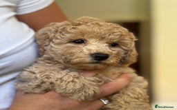 Poochon dogs for sale: 2 female poochon puppies - Image 4