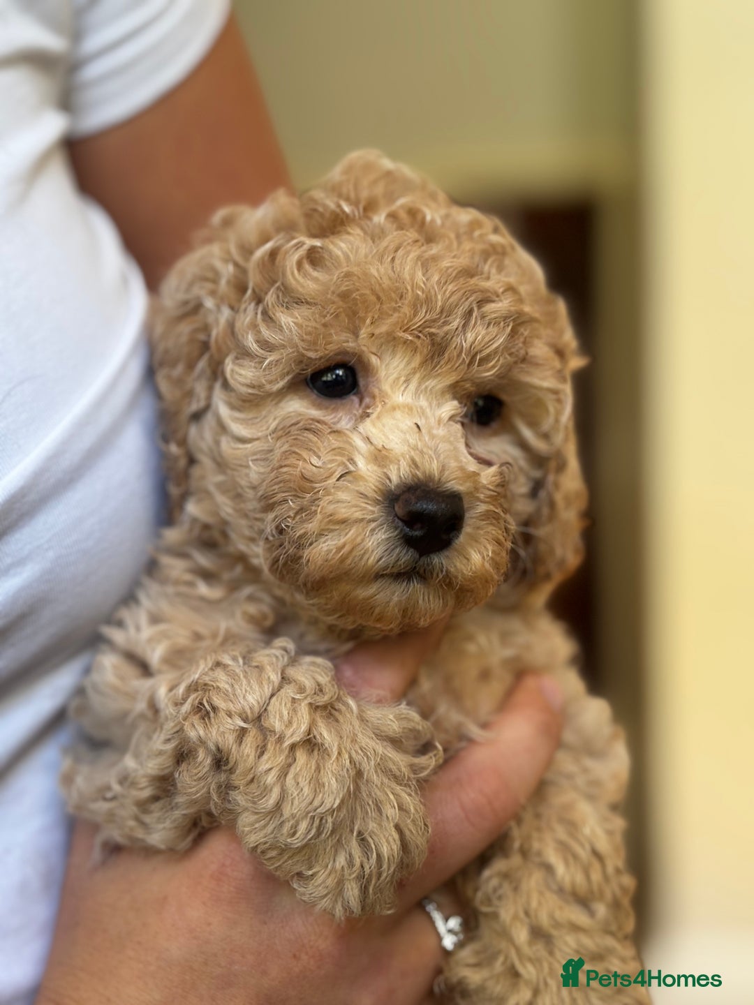 Poochon dogs for sale: 2 female poochon puppies - Image 4