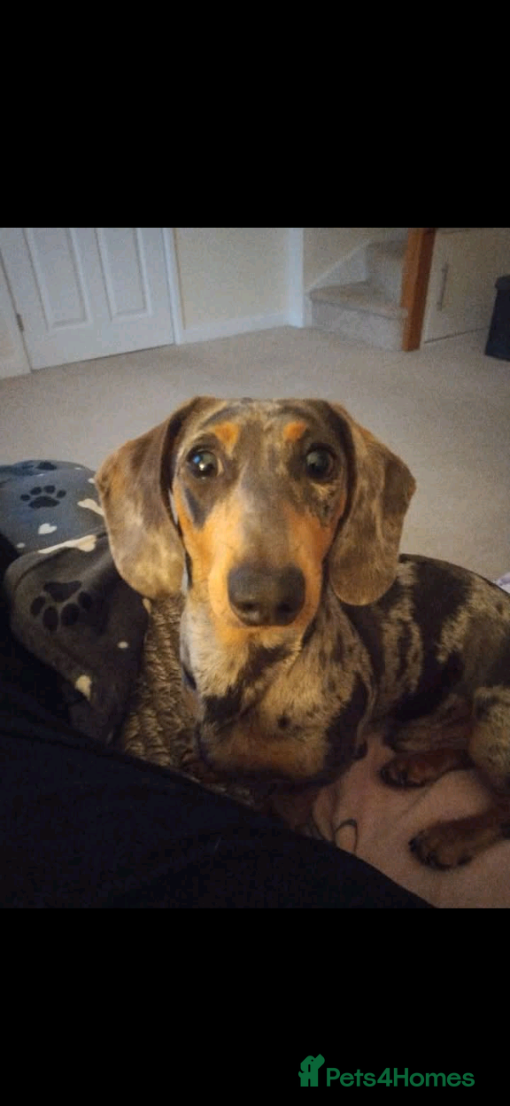 Dachshund dogs for sale: Minature Dachshund  in Worthing - Advert 1