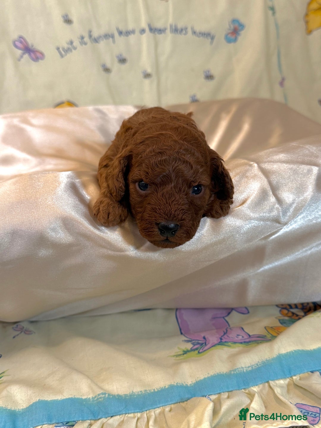 Cavapoo dogs for sale: 6 Cute Cavapoo puppies 6 - ready for homes in feb  - Advert 6
