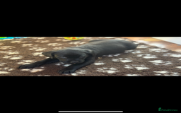 Labrador Retriever dogs for sale: 4 adorable black Labrador puppies - Image 5