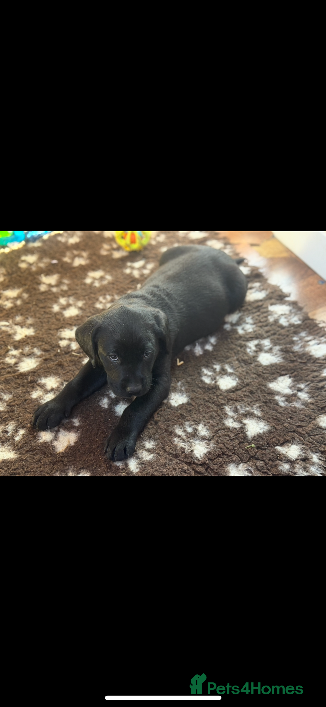 Labrador Retriever dogs for sale: 4 adorable black Labrador puppies - Image 5