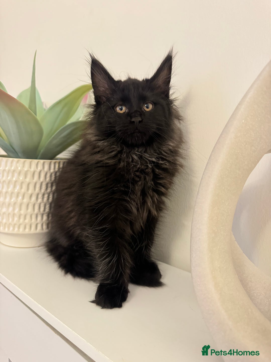 Maine Coon cats for sale: Maine coon kitten  - Advert 1