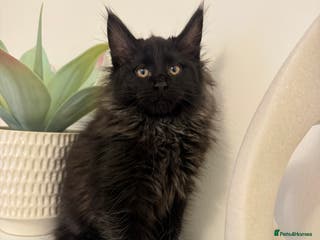 Maine Coon cats Maine coon kitten - Advert 1