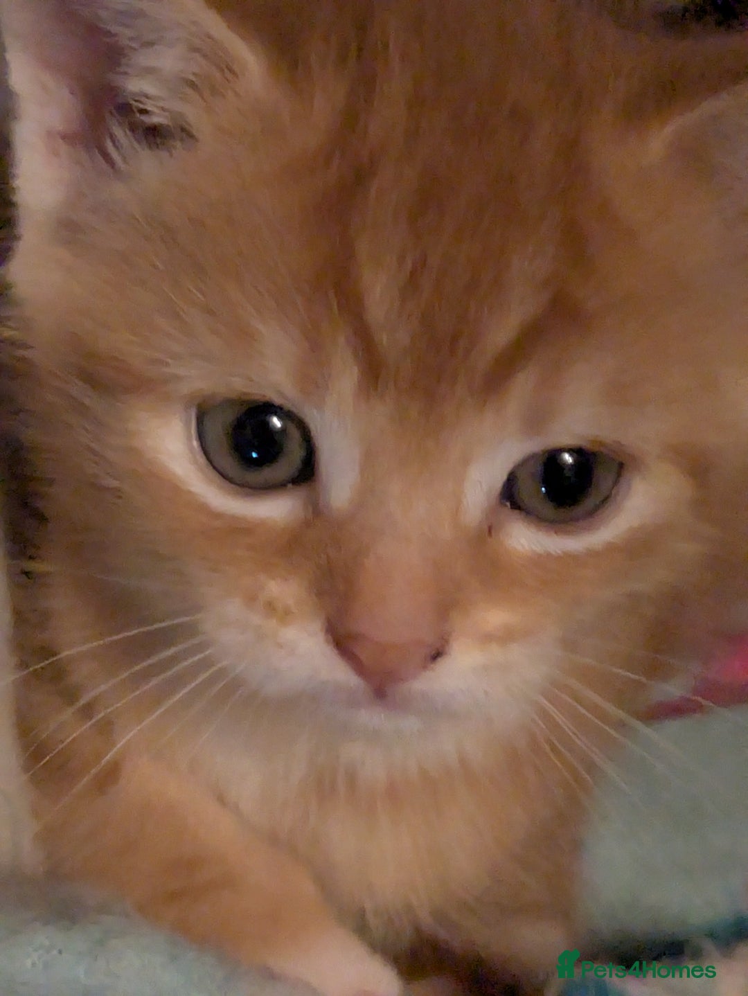 Mixed Breed cats for sale: Mixed breed maine coon  - Image 12