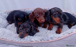 Miniature Dachshund dogs for sale: Affordable mini doxies for loving homes - Image 5