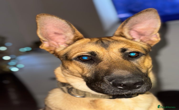 Mixed Breed dogs - Advert 12