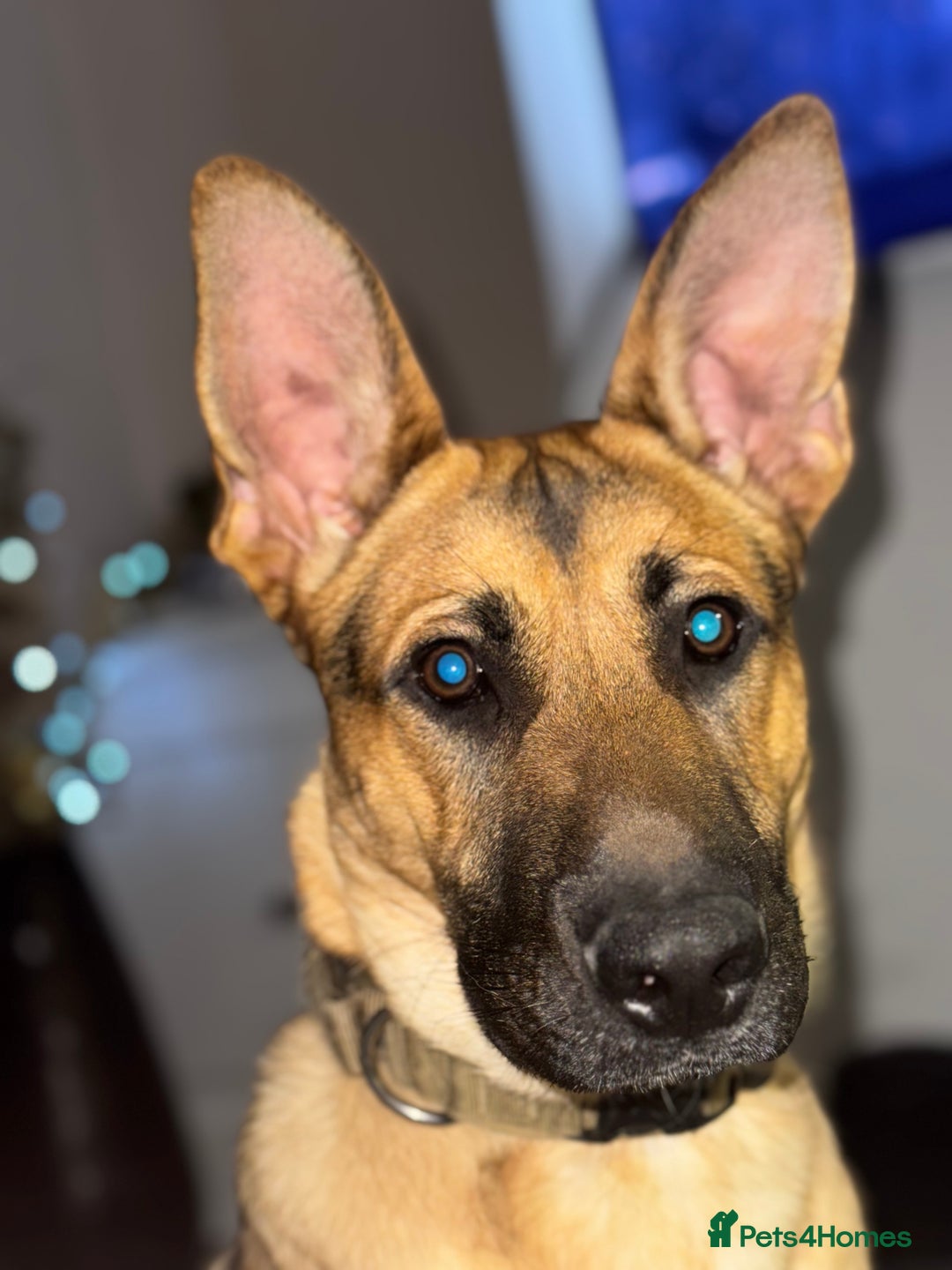 Mixed Breed dogs for sale: STORM - Image 1