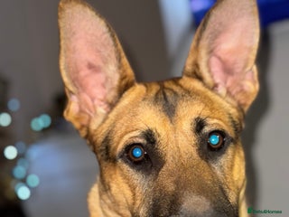 Mixed Breed dogs - Advert 22