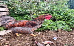 Chickens poultry for sale: Gold Laced Wyandotte - Image 2