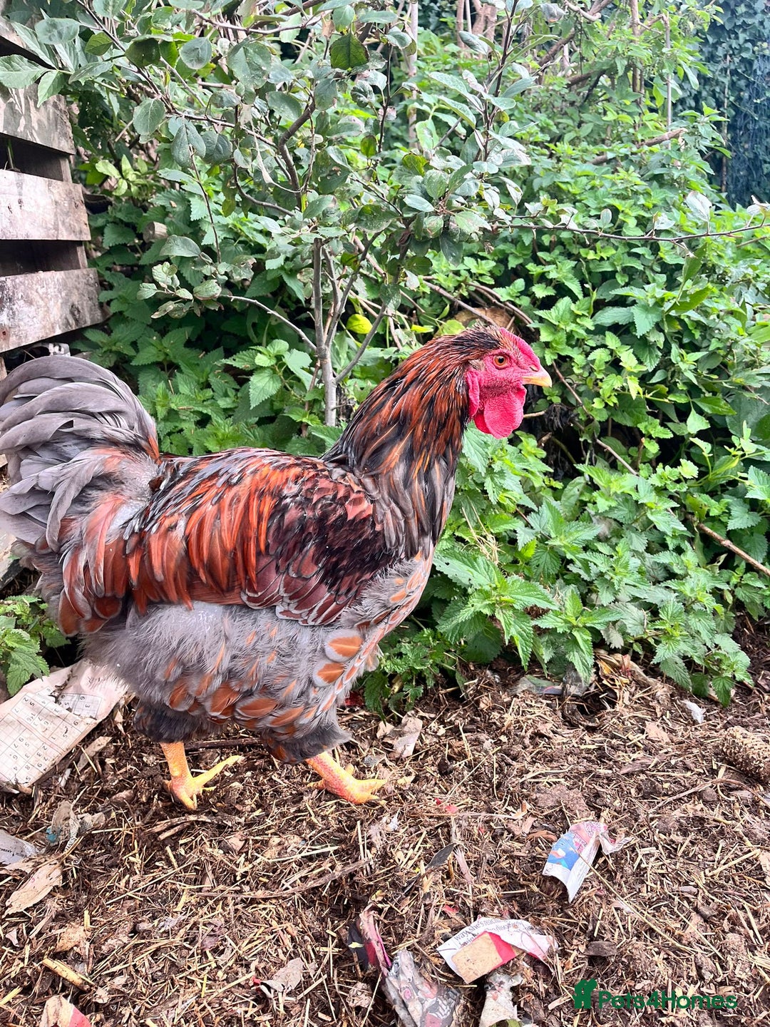 Chickens poultry for sale: Gold Laced Wyandotte - Image 2