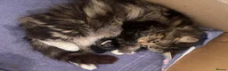 Mixed Breed cats for sale: Beautiful Fluffy Maine Coon Cross kitten  - Advert 12