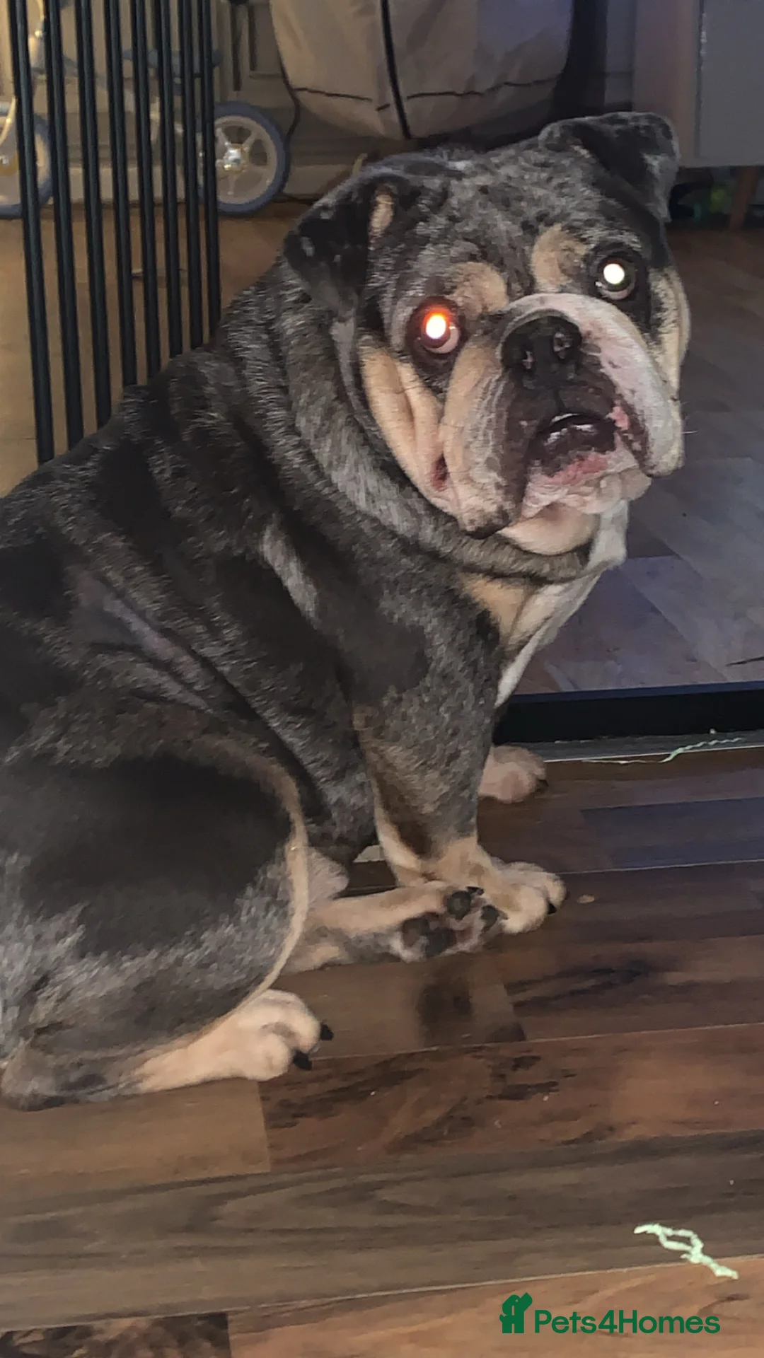 English Bulldog dogs for sale: English bulldog 3 year old  - Advert 1